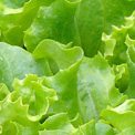 Salatjungpflanzen Gärtnerei Pf Salatjungpflanzen Gärtnerei Pf