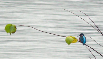 der Eisvogel am Laubegaster Ufer in Dresden - gesehen am 9.12.2009 - bedingt durch die Entfernung und sehr schlechtes Wetter ist die Bildqualität leider nicht gut