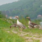 Elbwiesenreinigung Dresden
