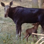 Elchmuttertier und Kalb