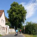 Elberadweg in Dresden Laubegas
