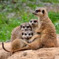Erdmännchen Zoo Dresden