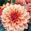 Gärtnerei Pfitzner Blumen und
