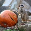 Halloween Zoo Dresden