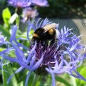 Hummel in Kornblume