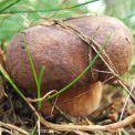 Pilzpfanne