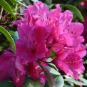 rododendronpark