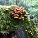 Sächsische Schweiz am Wegesran
