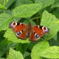 Schmetterling - Pfauenauge Schmetterling - Pfauenauge