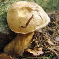 Steinpilz