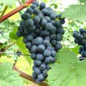 Tage des offenen Weinberges Tage des offenen Weinberges