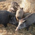 Wildschweine Hofgut Kaltenbach