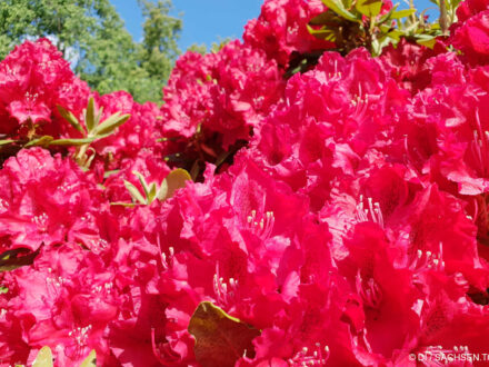 Rhododendronpark - Foto