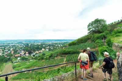 23. Tage des offenen Weinberges in Radebeul