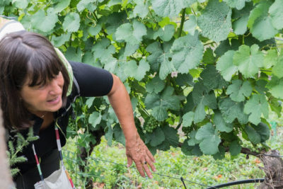 Moderierte kleine Weinwanderung Bischofsberg